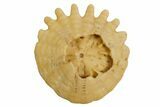 1.5" Fossil Sand Dollars (Heliophora) - Morocco - Photo 4